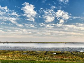 Zugvogelbeobachtung am Petkumer Deichvorland